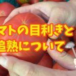 美味しいトマトの見分け方「4つの目利きポイント」トマトの見た目に騙されてはいけない!