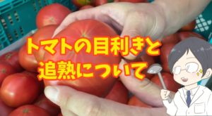 美味しいトマトの見分け方「４つの目利きポイント」トマトの見た目に騙されてはいけない！